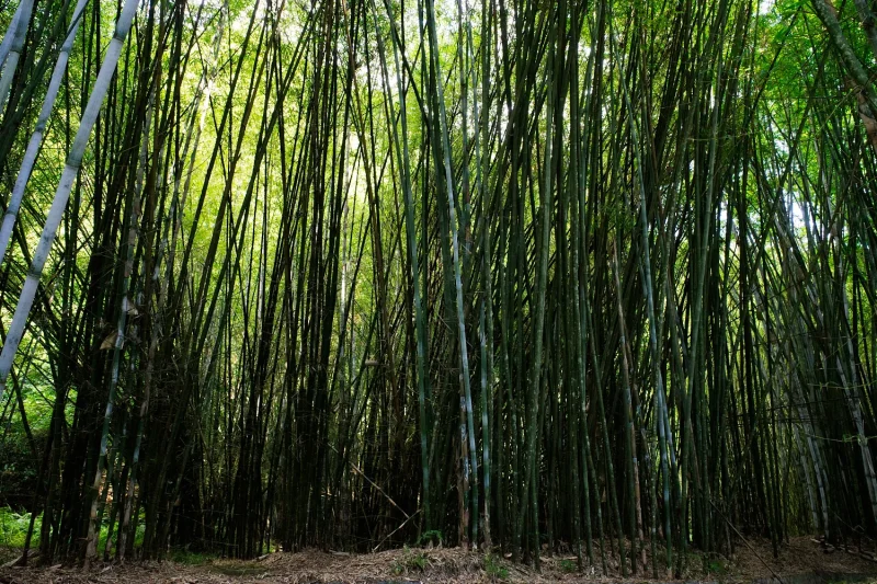 封开国家地质公园-千层峰林