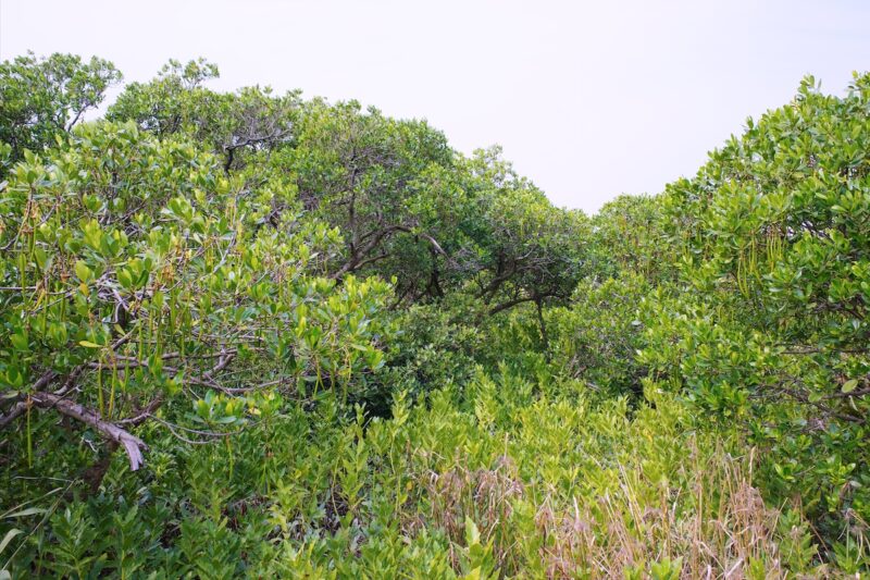 游珠海淇澳担杆岛省级自然保护区-雅余