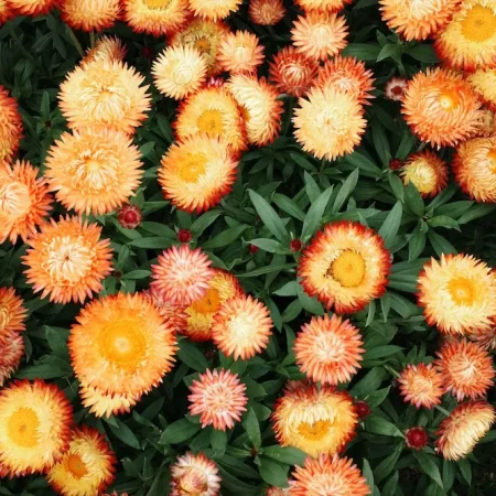 深圳笔架山花展
