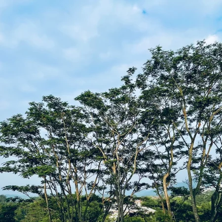 隐居假期
