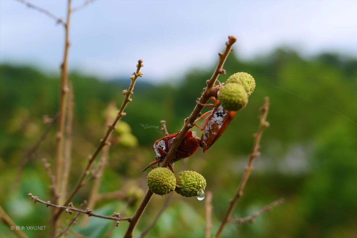 博物图鉴 | 白花灯笼、荔枝蝽和磕头虫-雅余 博物图鉴 | 白花灯笼、荔枝蝽和磕头虫-雅余