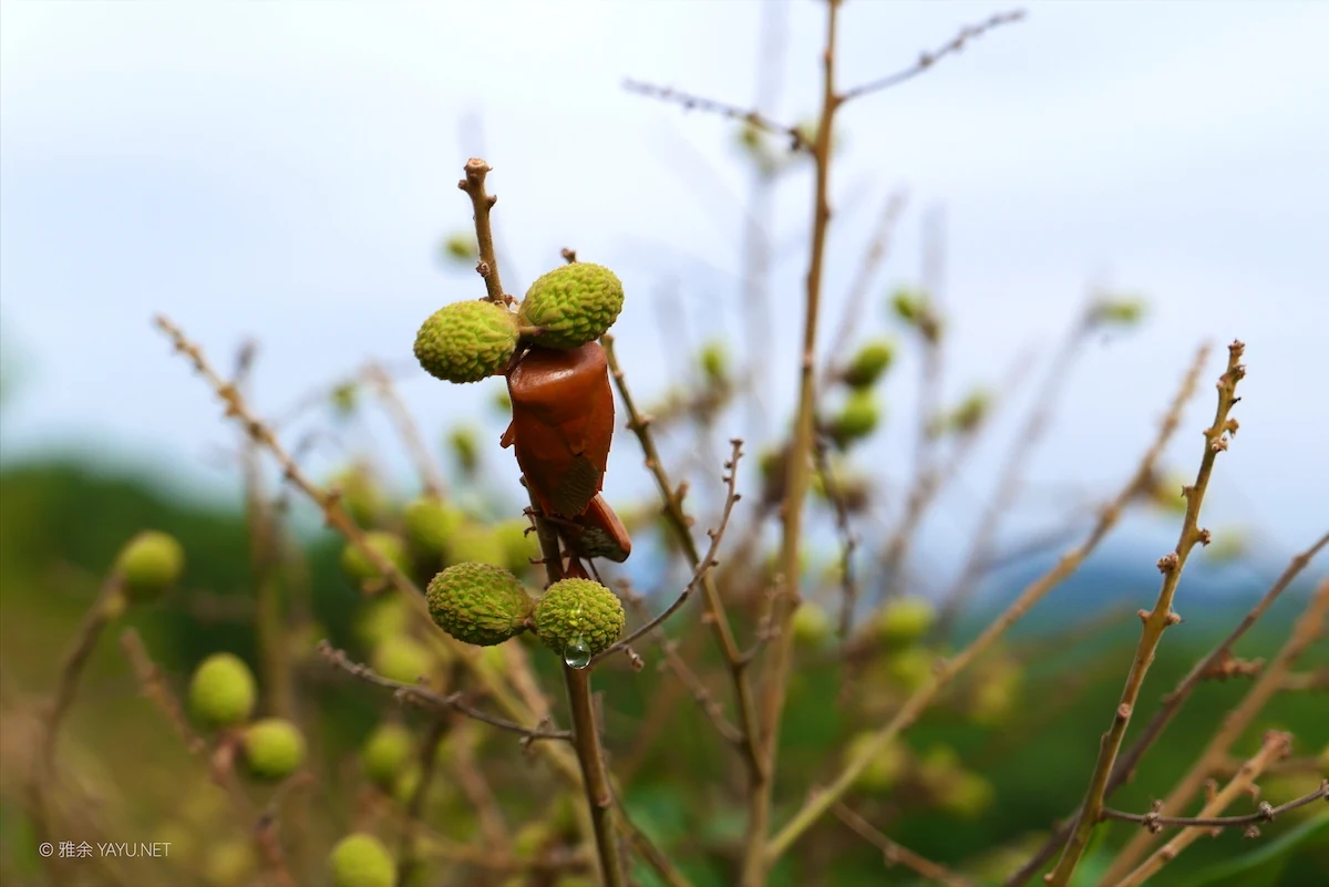博物图鉴 | 白花灯笼、荔枝蝽和磕头虫-雅余 博物图鉴 | 白花灯笼、荔枝蝽和磕头虫-雅余