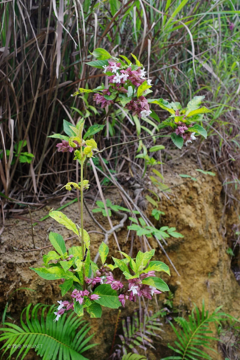 博物图鉴 | 白花灯笼、荔枝蝽和磕头虫-雅余 博物图鉴 | 白花灯笼、荔枝蝽和磕头虫-雅余
