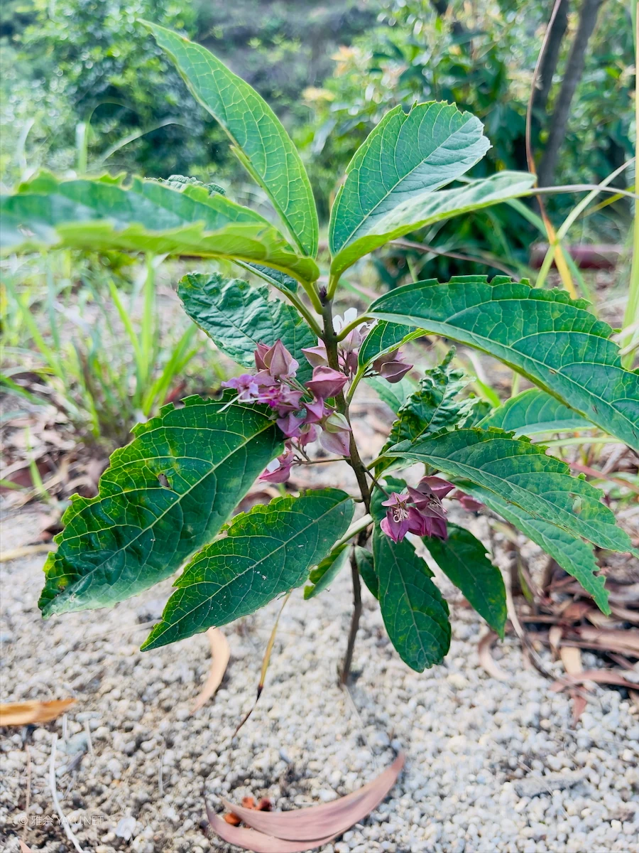 博物图鉴 | 白花灯笼、荔枝蝽和磕头虫-雅余 博物图鉴 | 白花灯笼、荔枝蝽和磕头虫-雅余