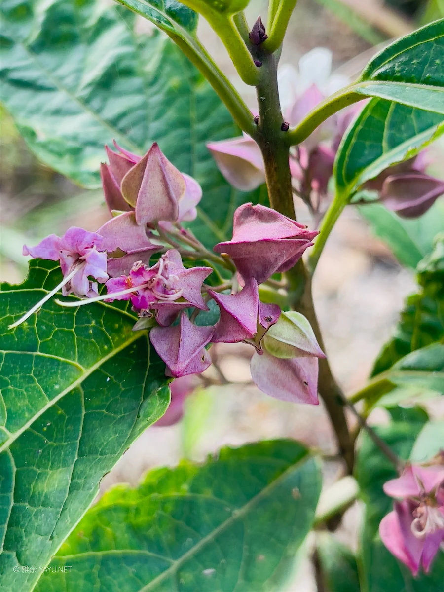 博物图鉴 | 白花灯笼、荔枝蝽和磕头虫-雅余 博物图鉴 | 白花灯笼、荔枝蝽和磕头虫-雅余