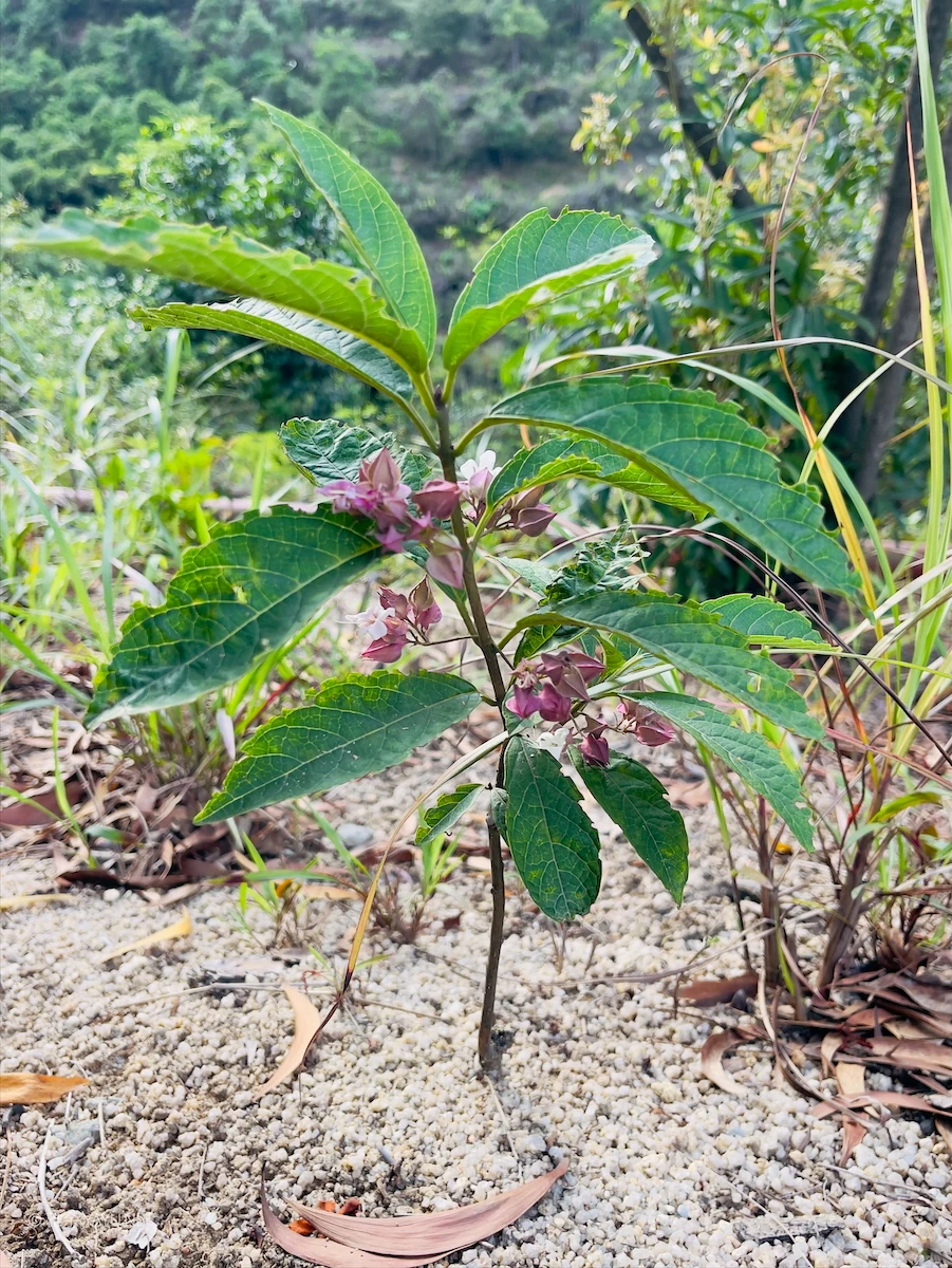 博物图鉴 | 白花灯笼、荔枝蝽和磕头虫-雅余 博物图鉴 | 白花灯笼、荔枝蝽和磕头虫-雅余