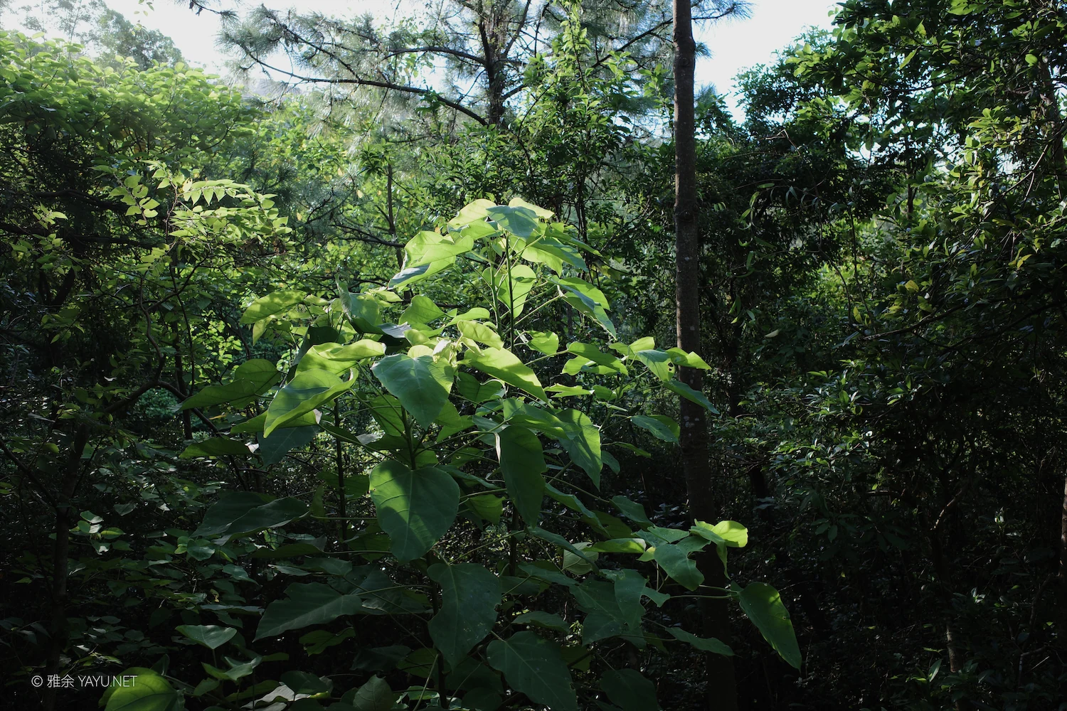 桦加沙过后的凤凰山（图3）