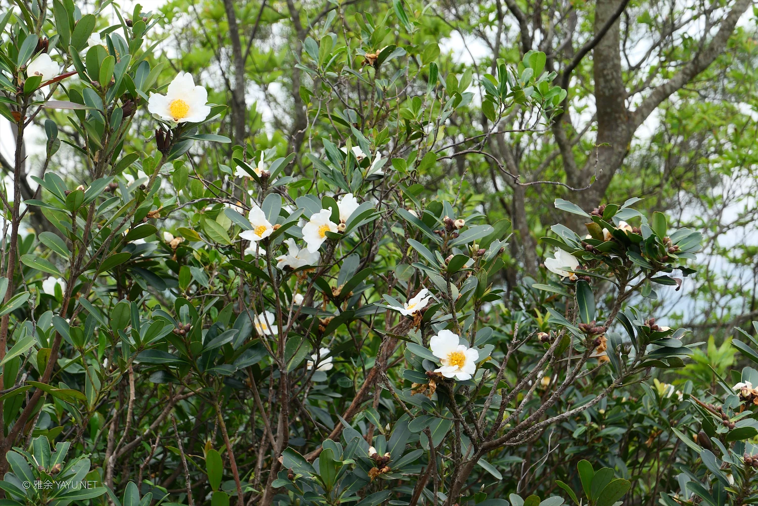 日常漫步 Vol.18 之每周一山(图10) 日常漫步 Vol.18 之每周一山(图10)