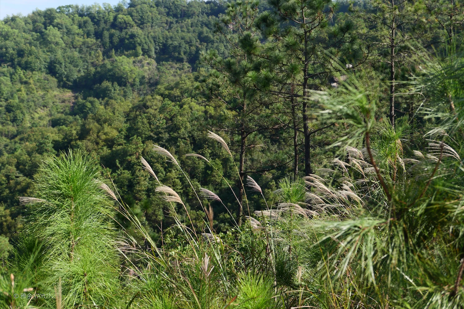 日常漫步 Vol.18 之每周一山(图8) 日常漫步 Vol.18 之每周一山(图8)