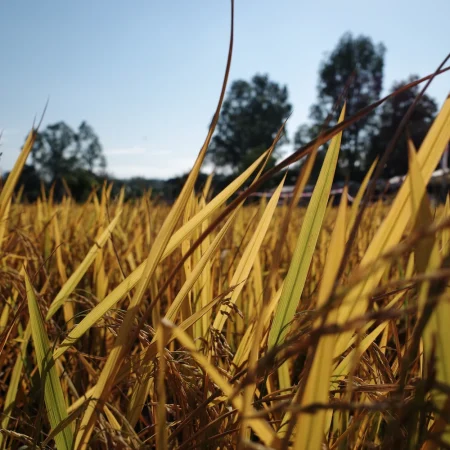 日常漫步 Vol.19 之稻田与猫