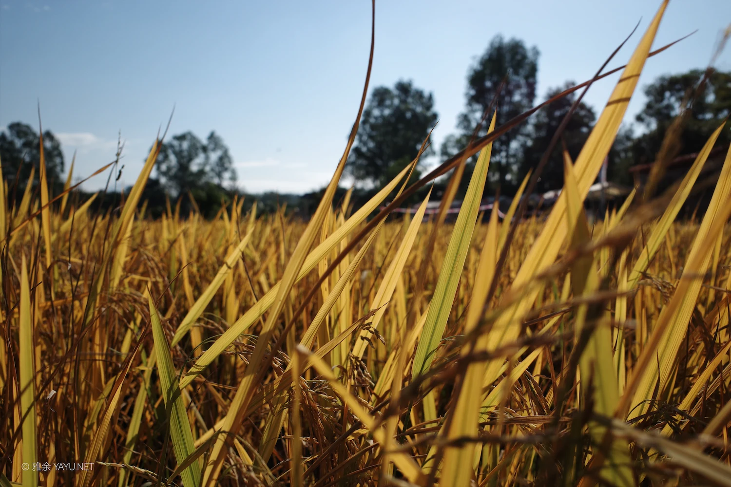 日常漫步 Vol.19 之稻田与猫（图2）