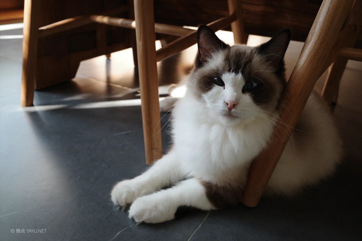 日常漫步 Vol.19 之稻田与猫（图4）