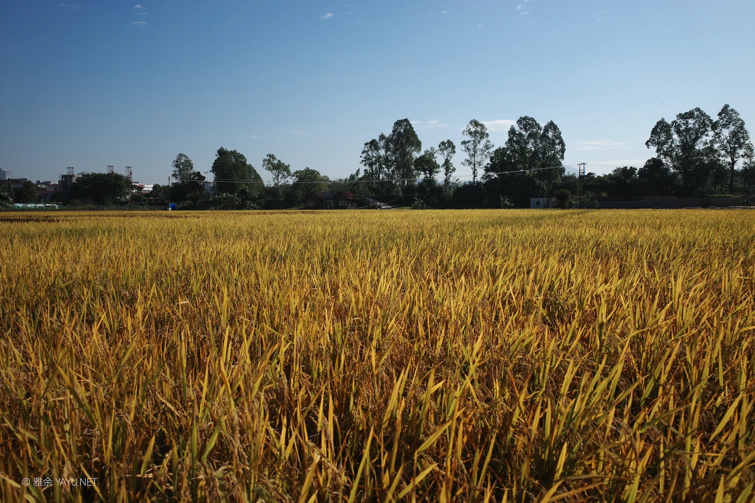 日常漫步 Vol.19 之稻田与猫（图3）