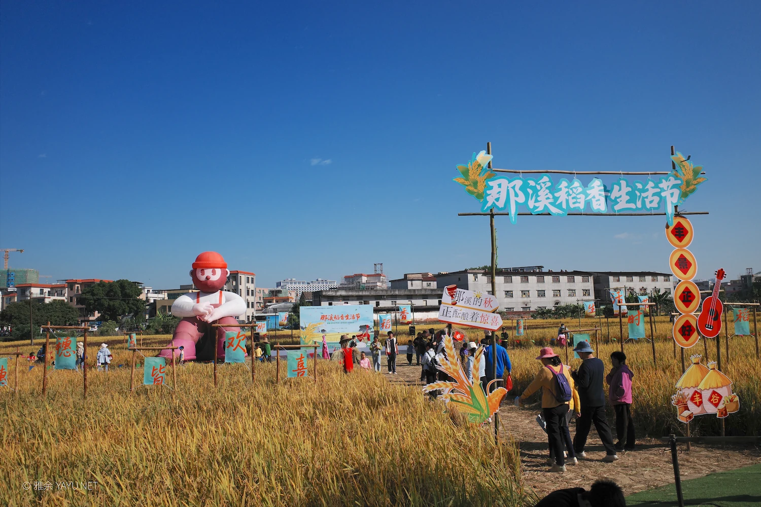 日常漫步 Vol.19 之稻田与猫（图1）