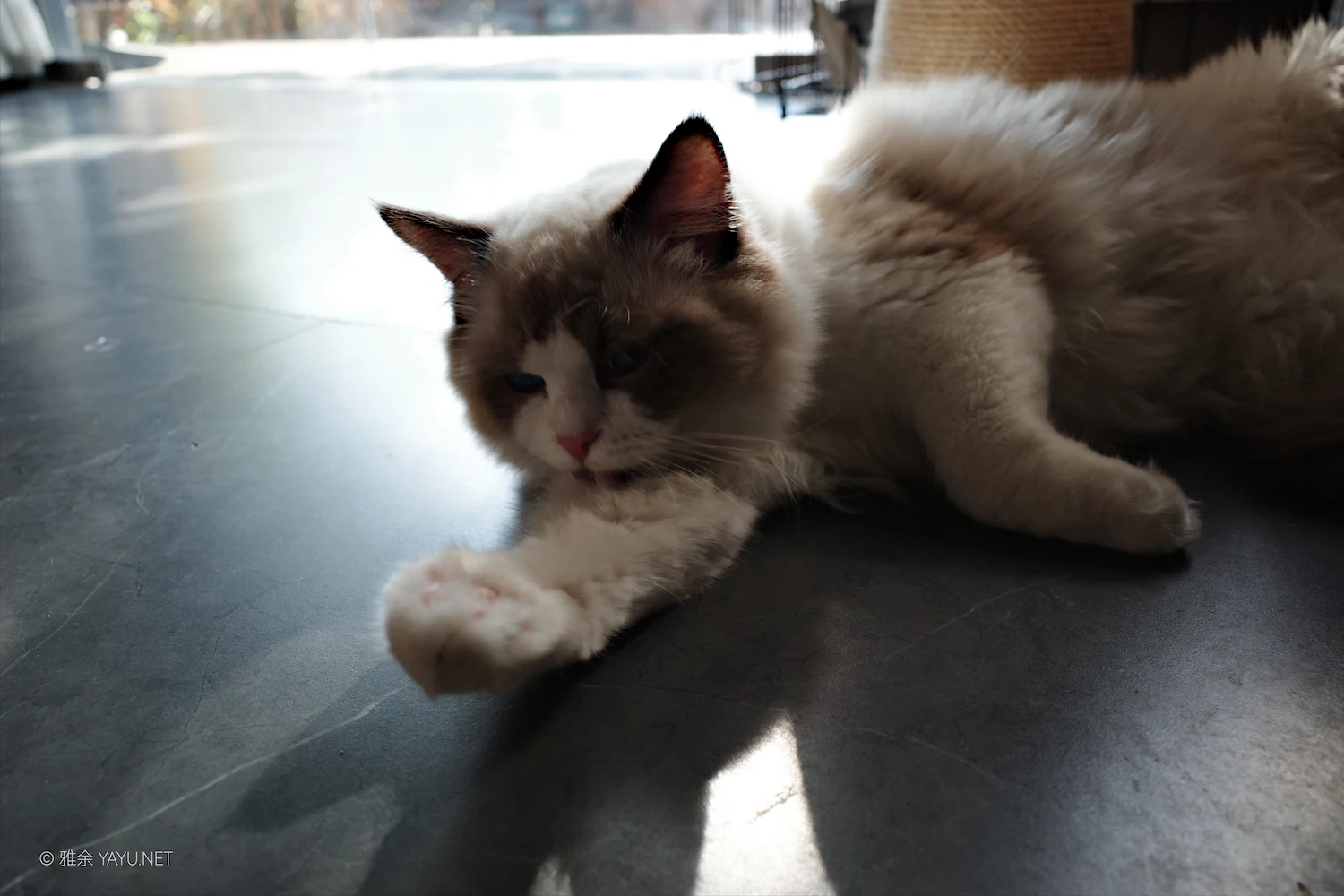 日常漫步 Vol.19 之稻田与猫（图5）