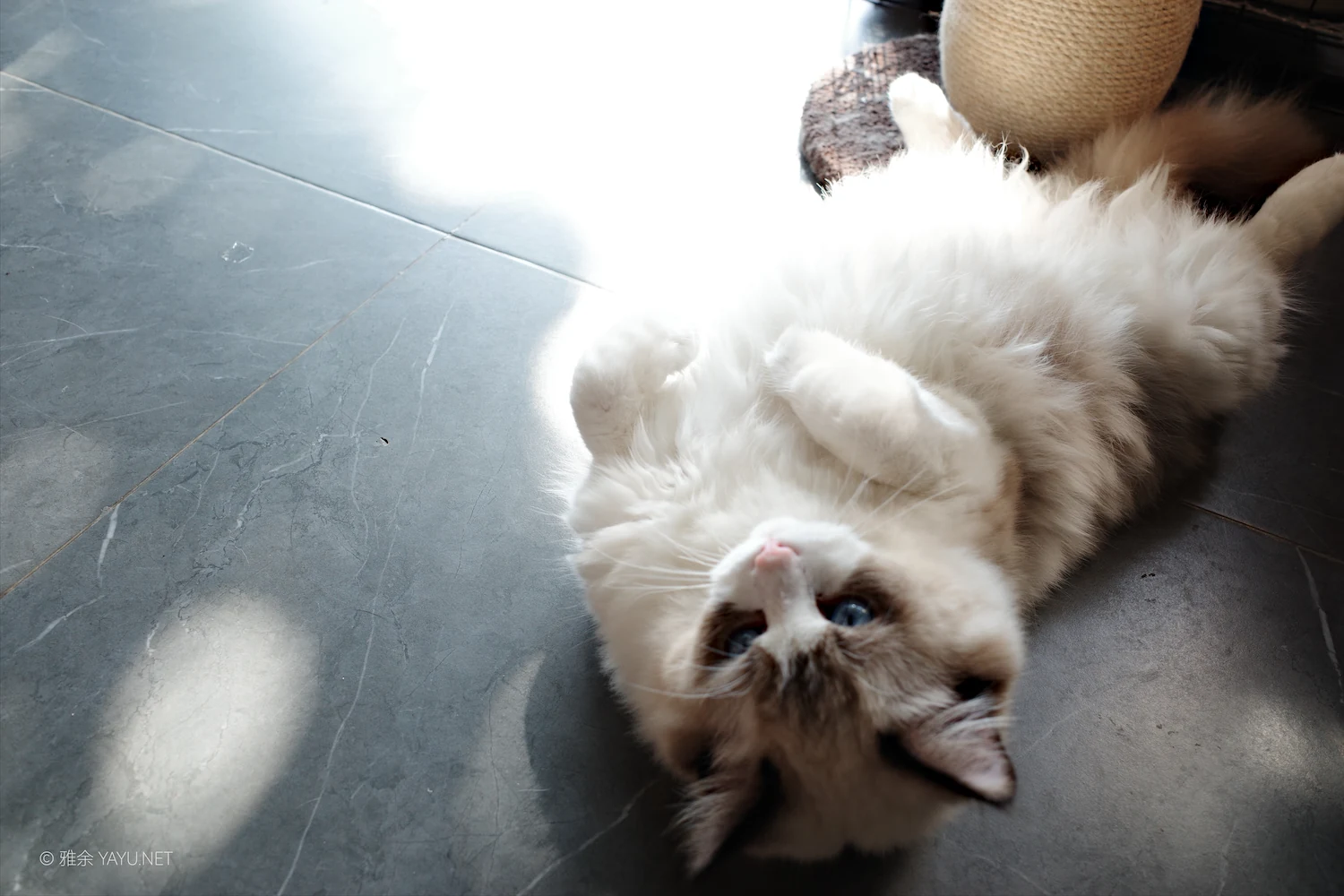 日常漫步 Vol.19 之稻田与猫（图6）