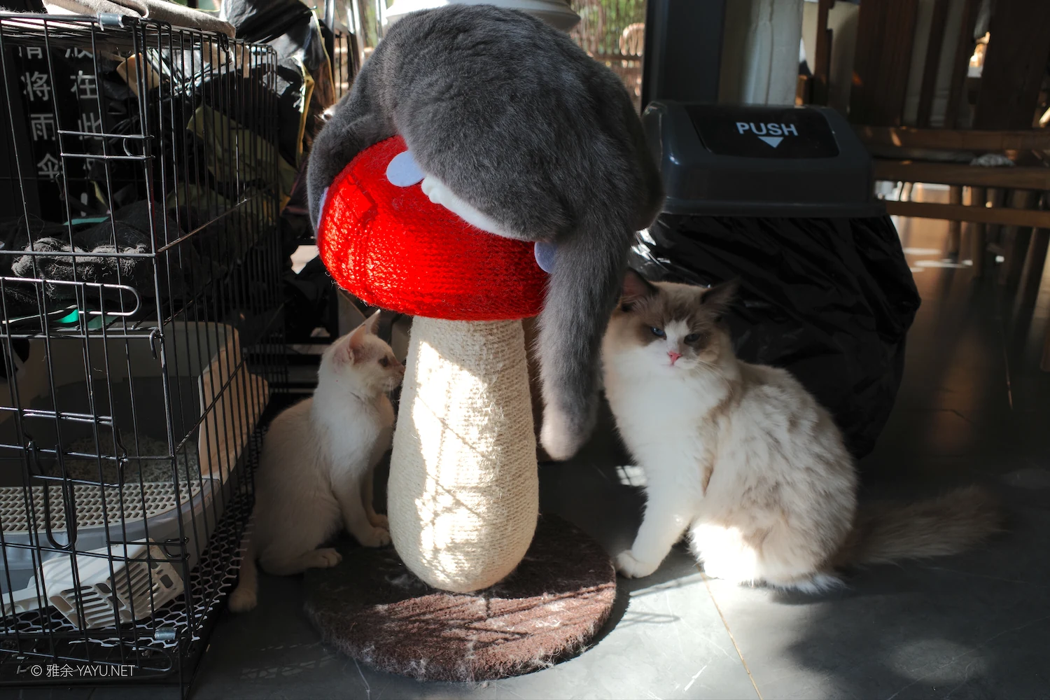 日常漫步 Vol.19 之稻田与猫（图8）