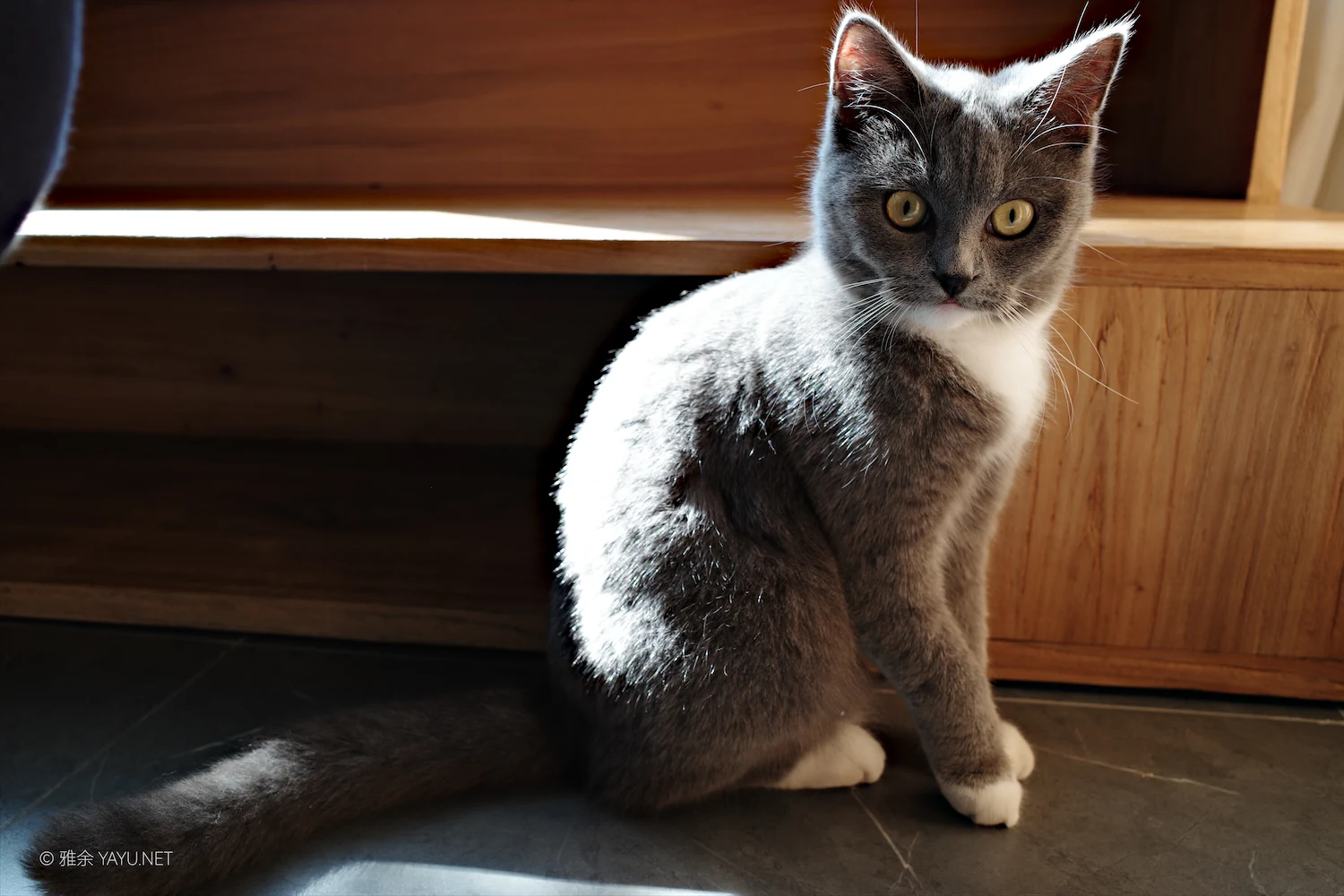 日常漫步 Vol.19 之稻田与猫（图7）