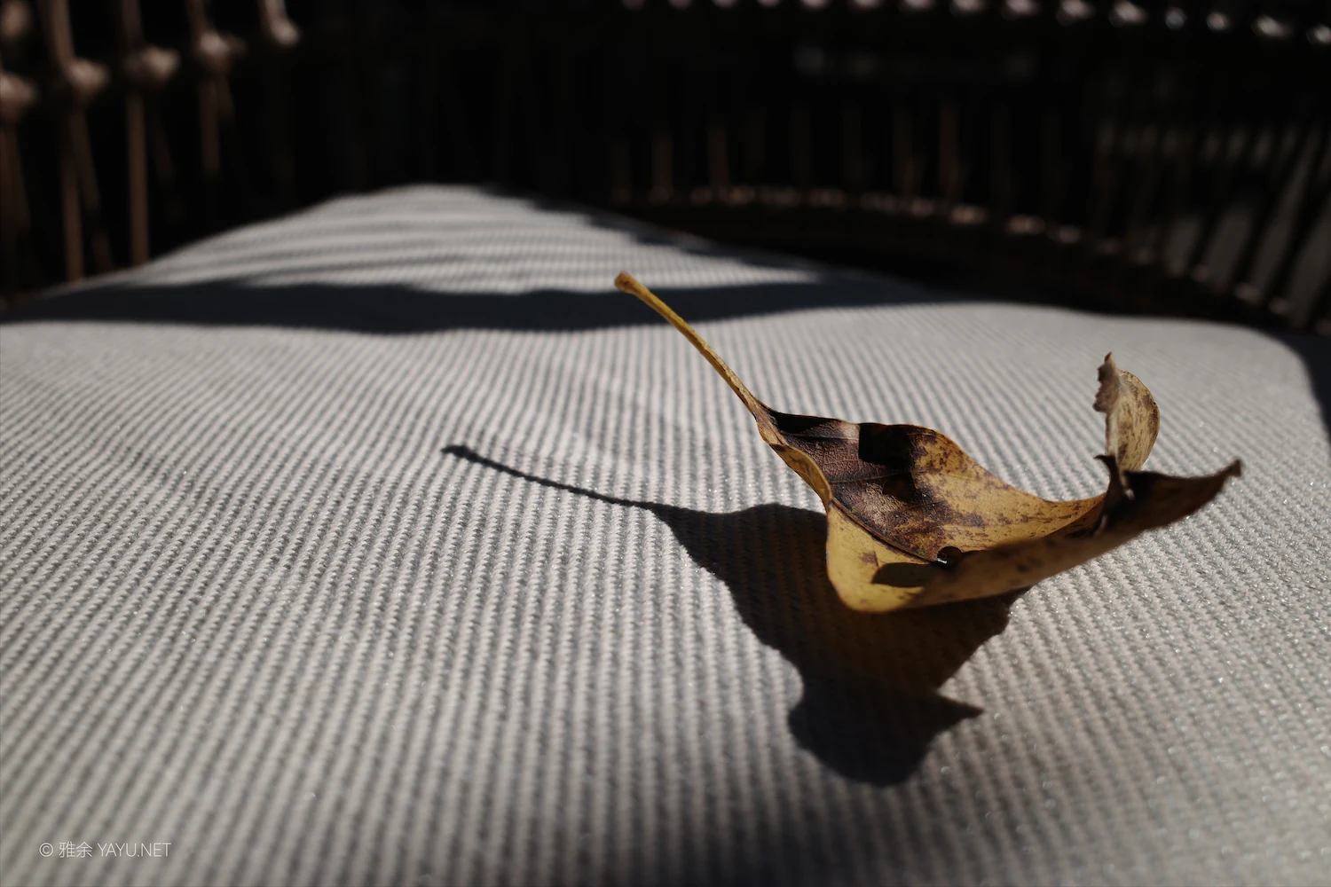 日常漫步 Vol.19 之稻田与猫（图17）