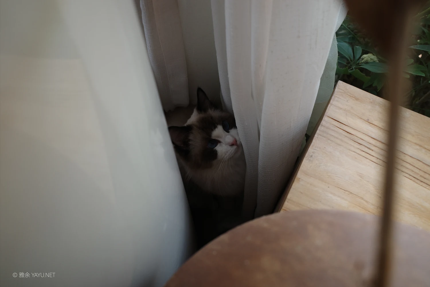 日常漫步 Vol.19 之稻田与猫（图11）