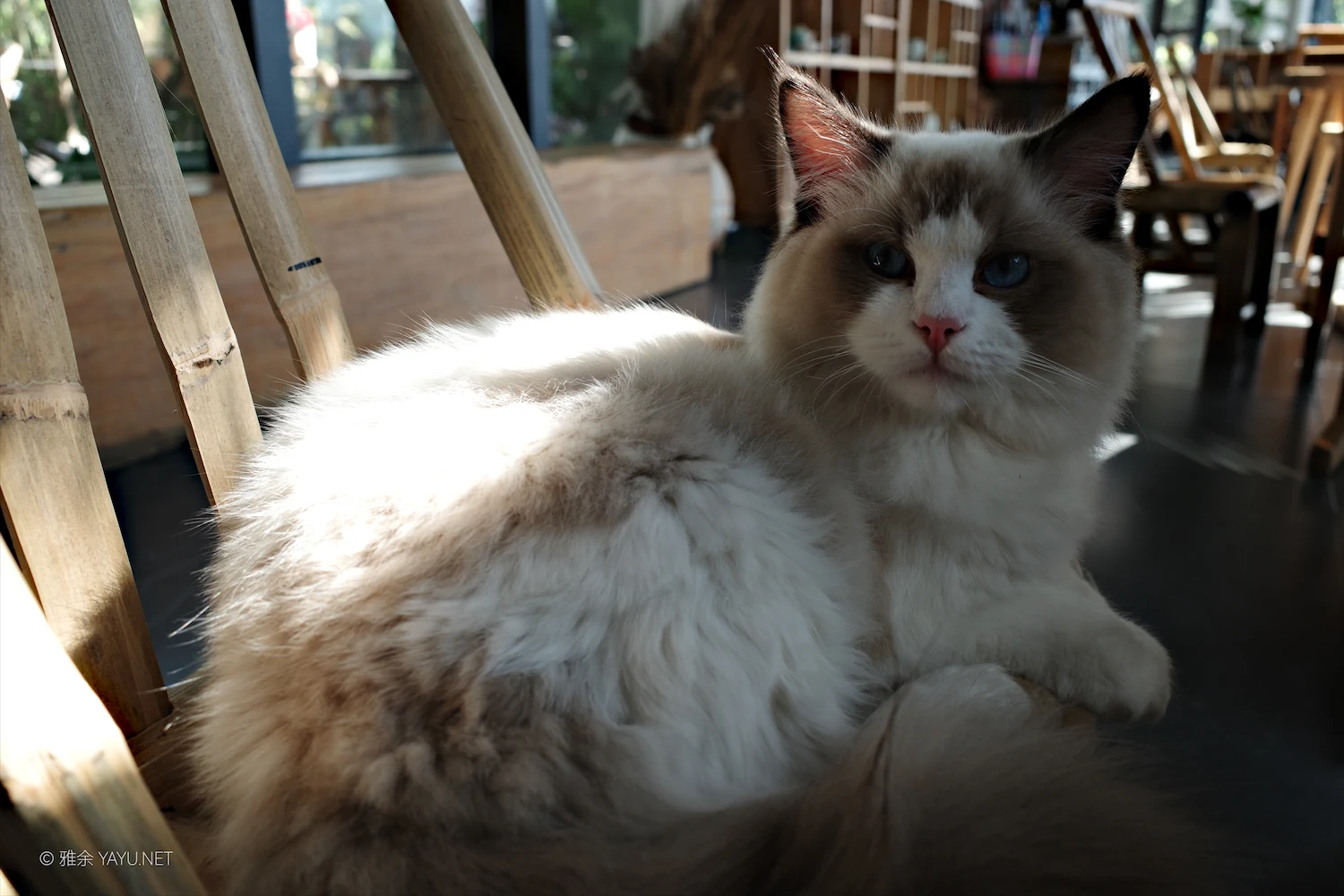 日常漫步 Vol.19 之稻田与猫（图10）