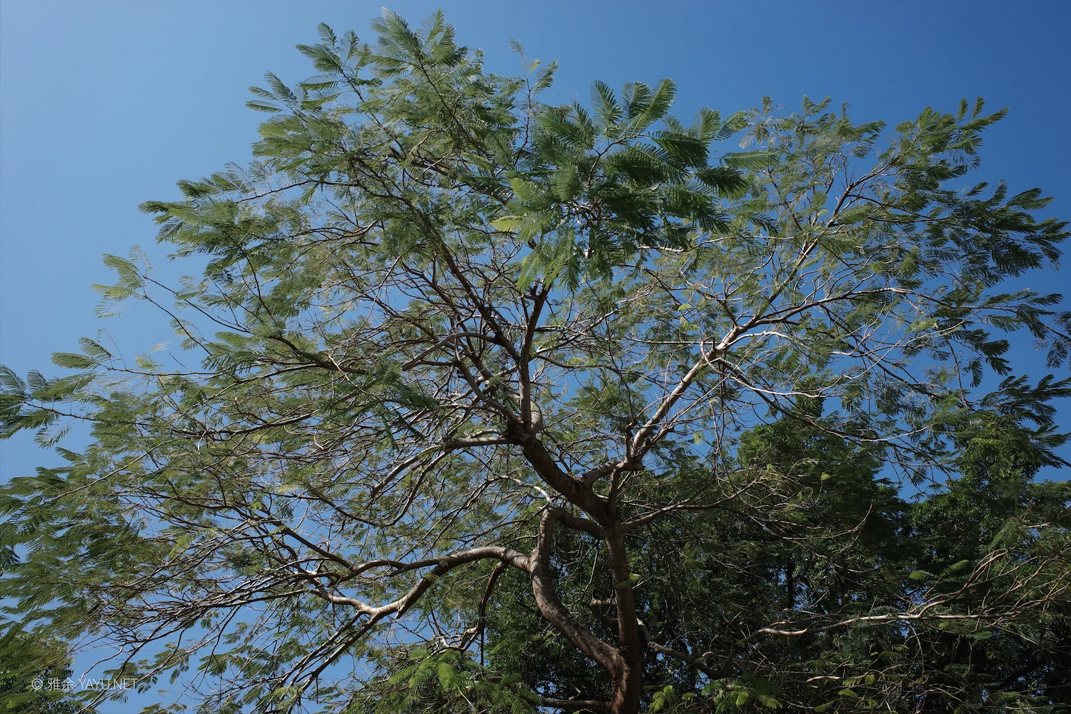 日常漫步 Vol.19 之稻田与猫（图20）