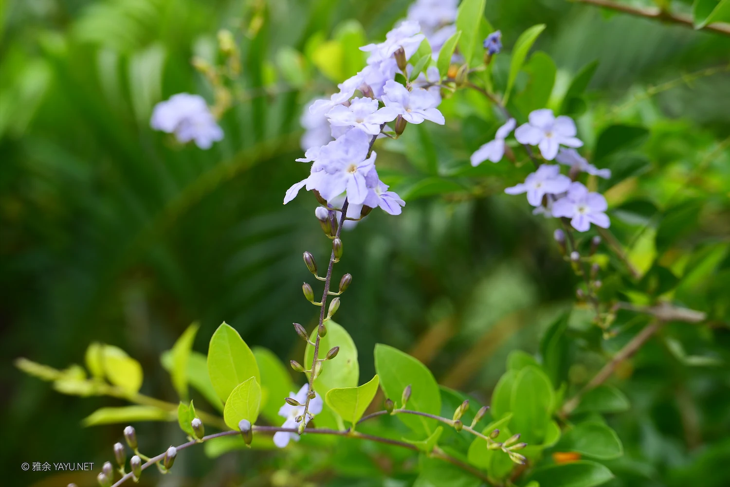 博物图鉴｜假连翘和大头茶（图3）