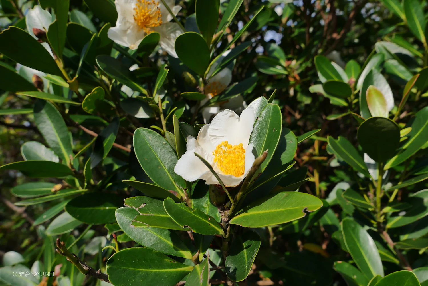 博物图鉴｜假连翘和大头茶（图6）