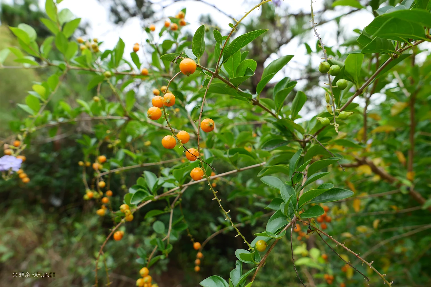 博物图鉴｜假连翘和大头茶（图2）