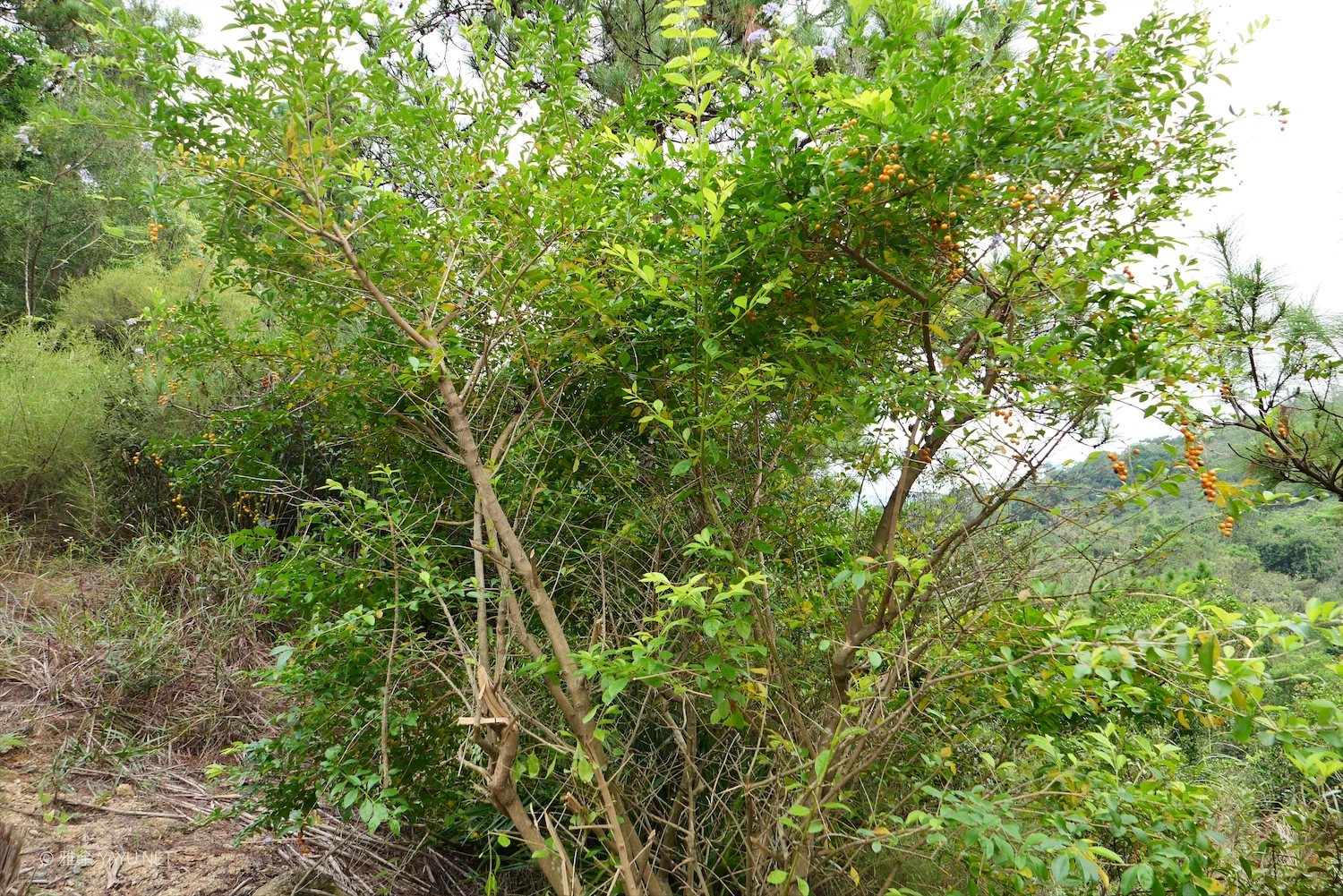 博物图鉴｜假连翘和大头茶（图1）