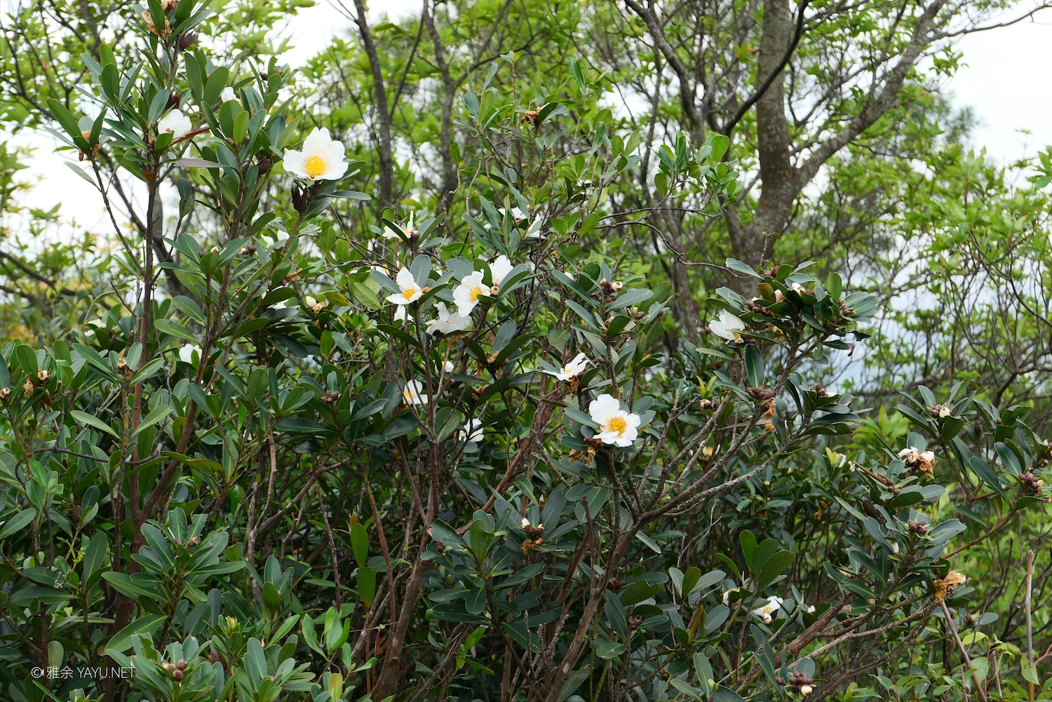 博物图鉴｜假连翘和大头茶（图7）