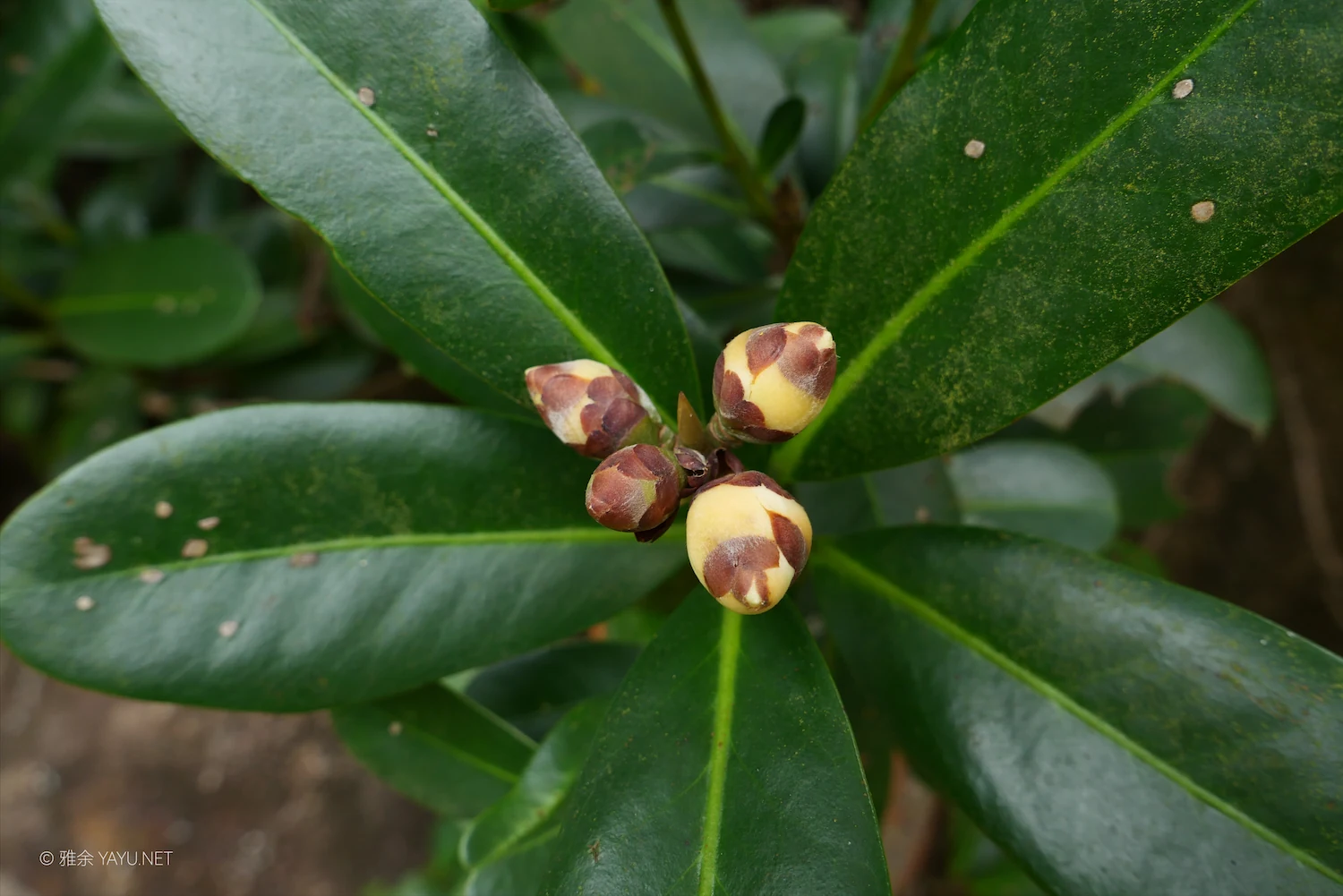 博物图鉴｜假连翘和大头茶（图8）