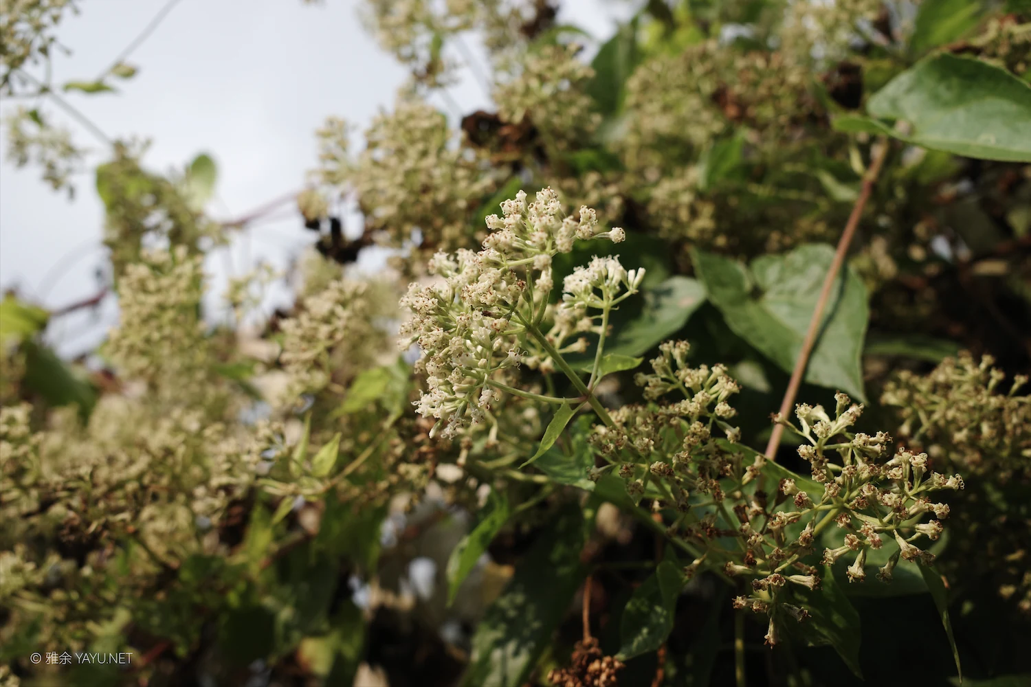 博物图鉴｜薇甘菊和猪屎豆（图4）