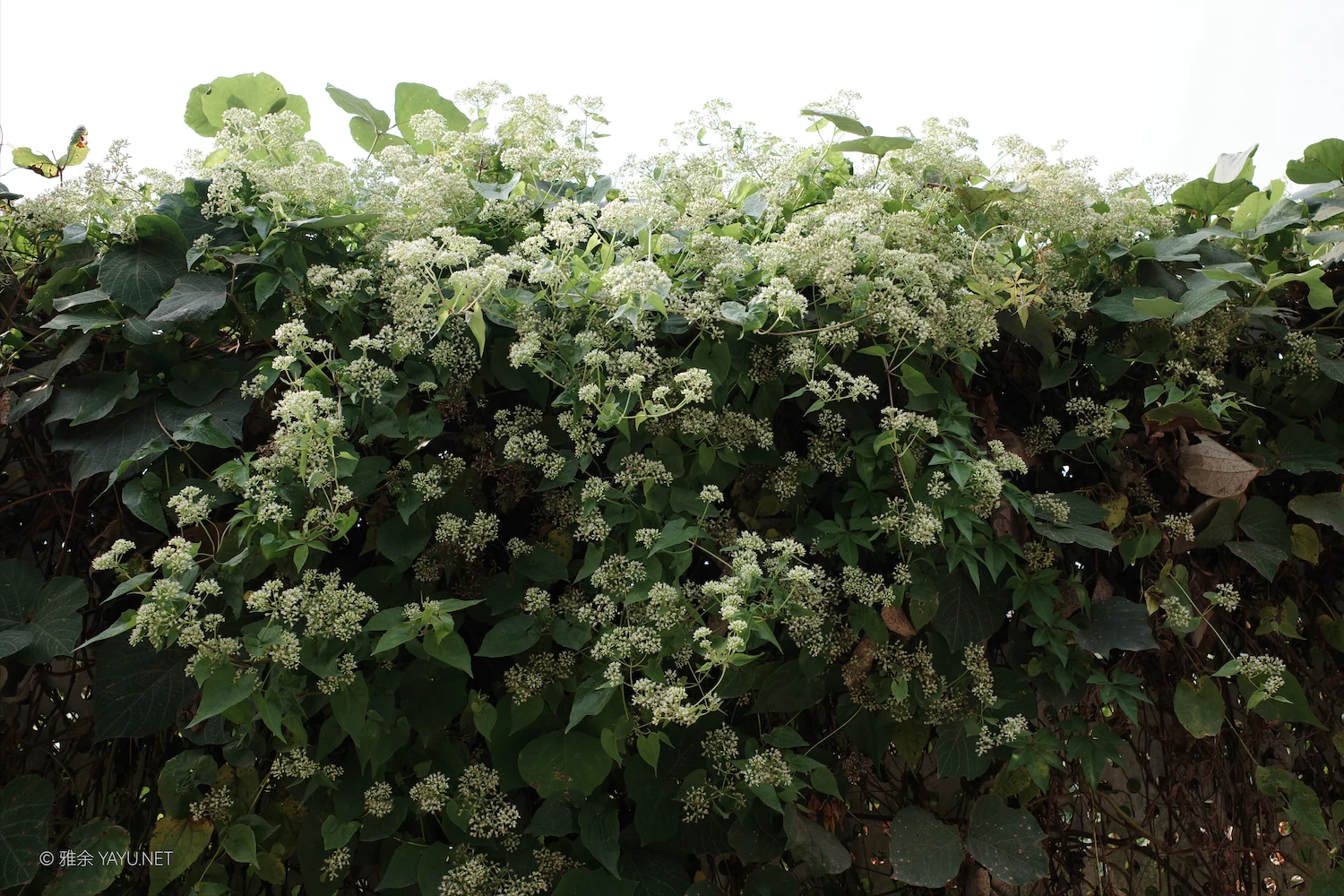 博物图鉴｜薇甘菊和猪屎豆（图2）