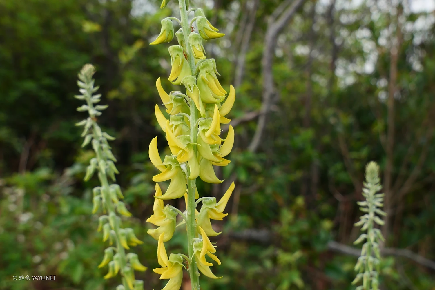 博物图鉴｜薇甘菊和猪屎豆（图5）