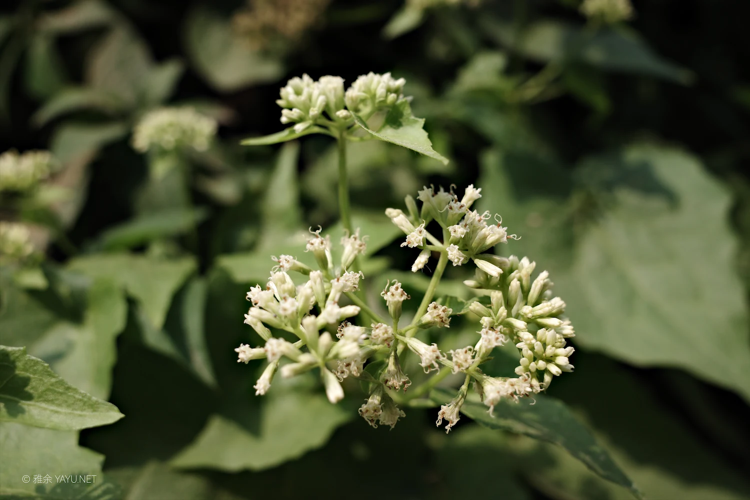 博物图鉴｜薇甘菊和猪屎豆（图3）