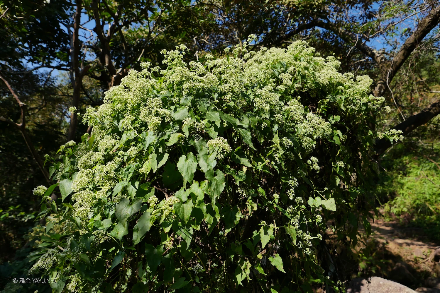 博物图鉴｜薇甘菊和猪屎豆（图1）