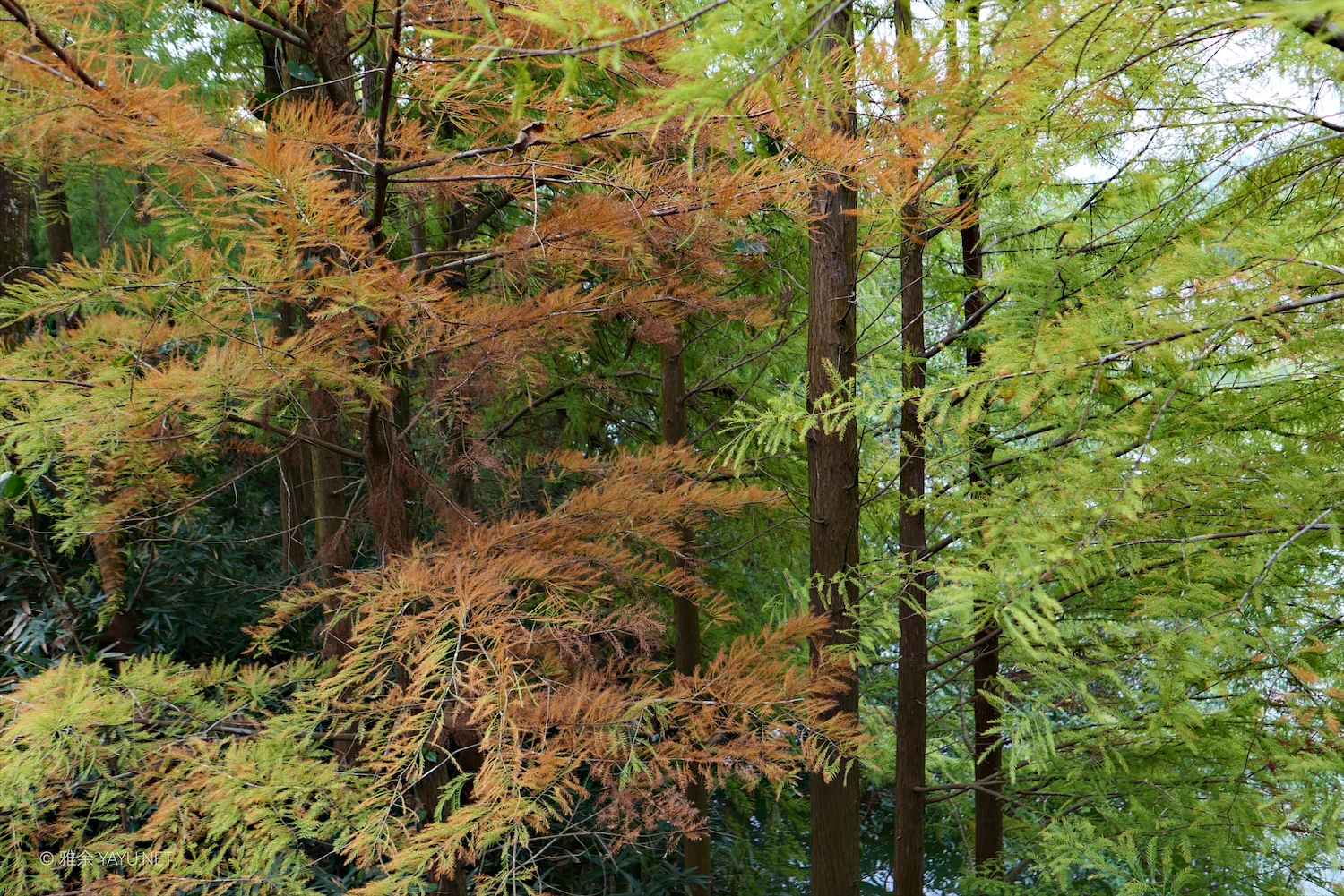 日常漫步 Vol.20 之珠海圆明新园（图10）