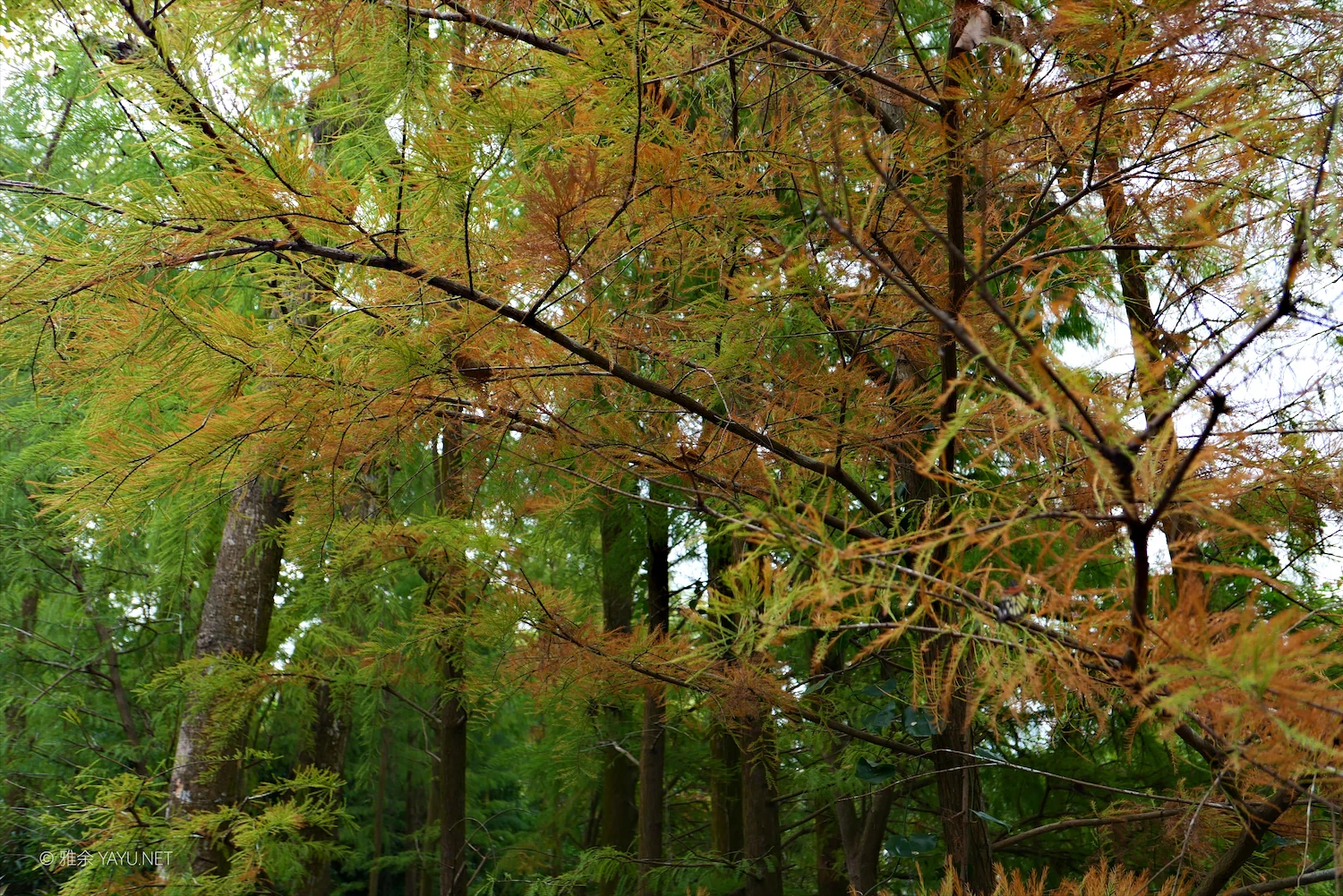 日常漫步 Vol.20 之珠海圆明新园（图9）