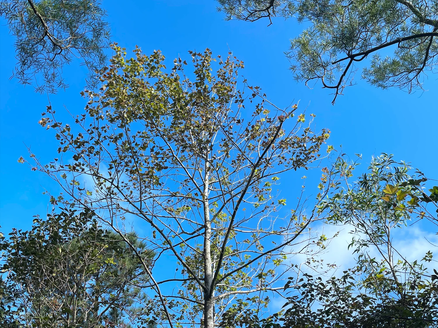 日常漫步 Vol.21 之珠海蓝（图5）