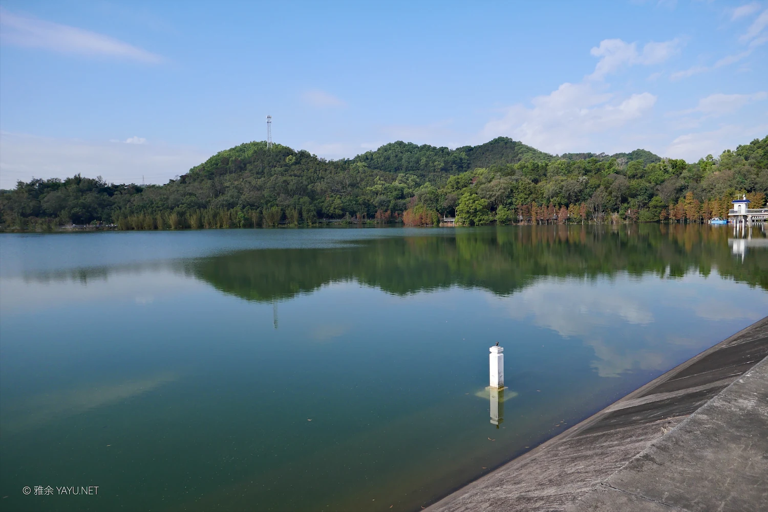 游中山金钟水库打卡水杉林（图4）