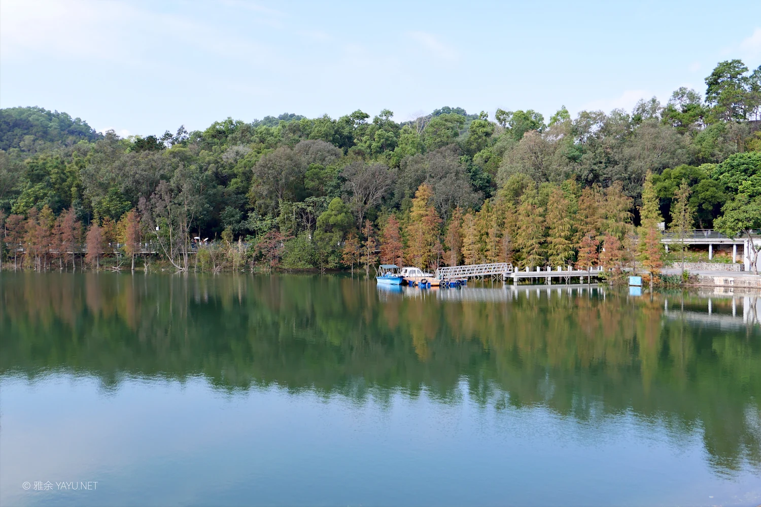 游中山金钟水库打卡水杉林（图7）