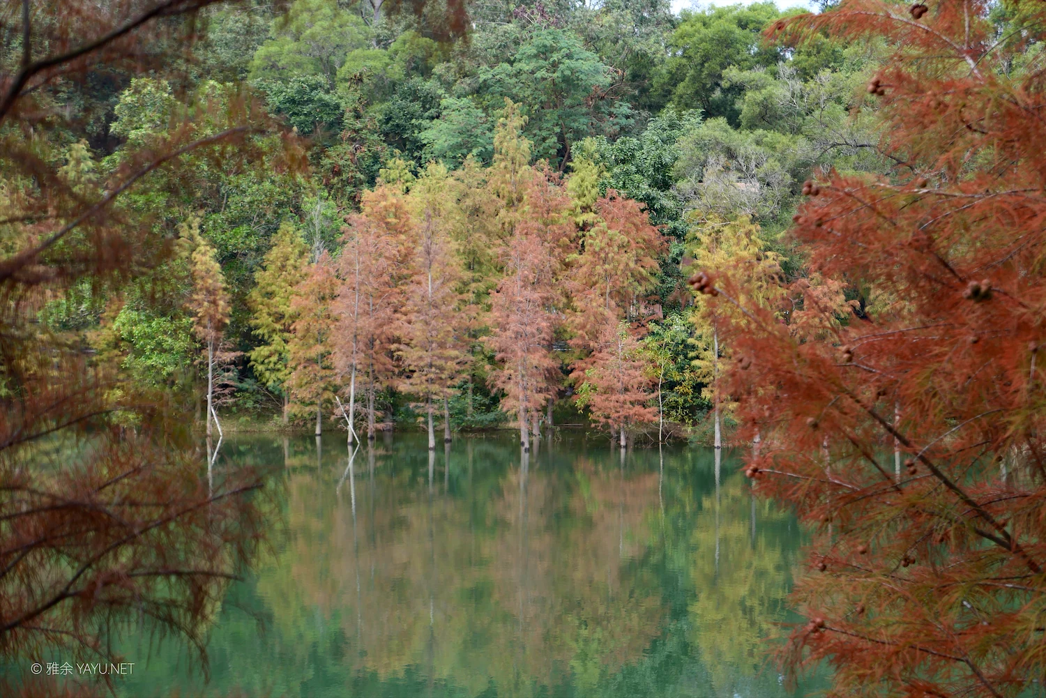 游中山金钟水库打卡水杉林（图10）