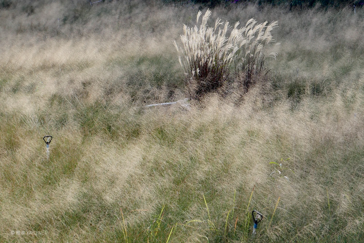 游中山金钟水库打卡水杉林（图14）
