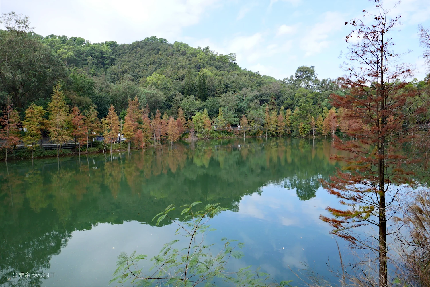 游中山金钟水库打卡水杉林（图8）