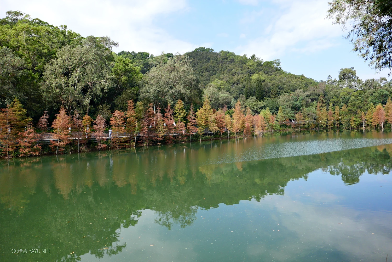 游中山金钟水库打卡水杉林（图9）