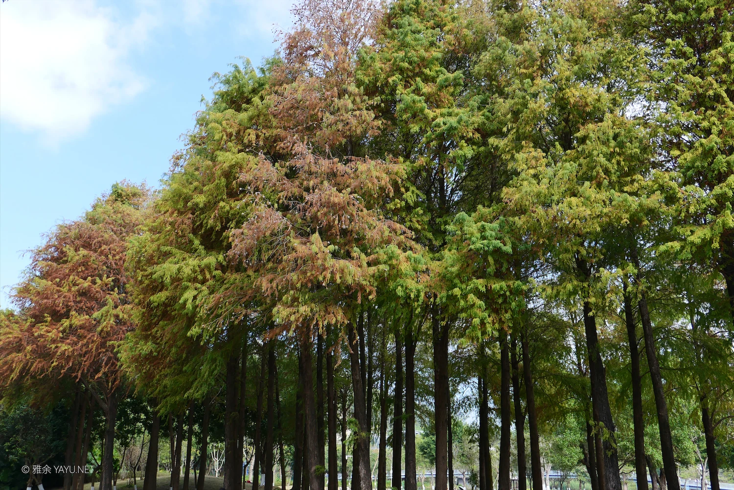 游中山金钟水库打卡水杉林（图11）