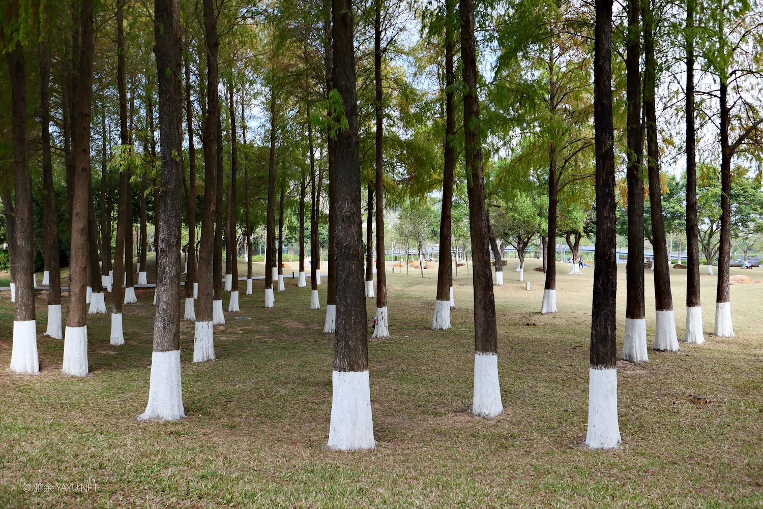 游中山金钟水库打卡水杉林（图12）