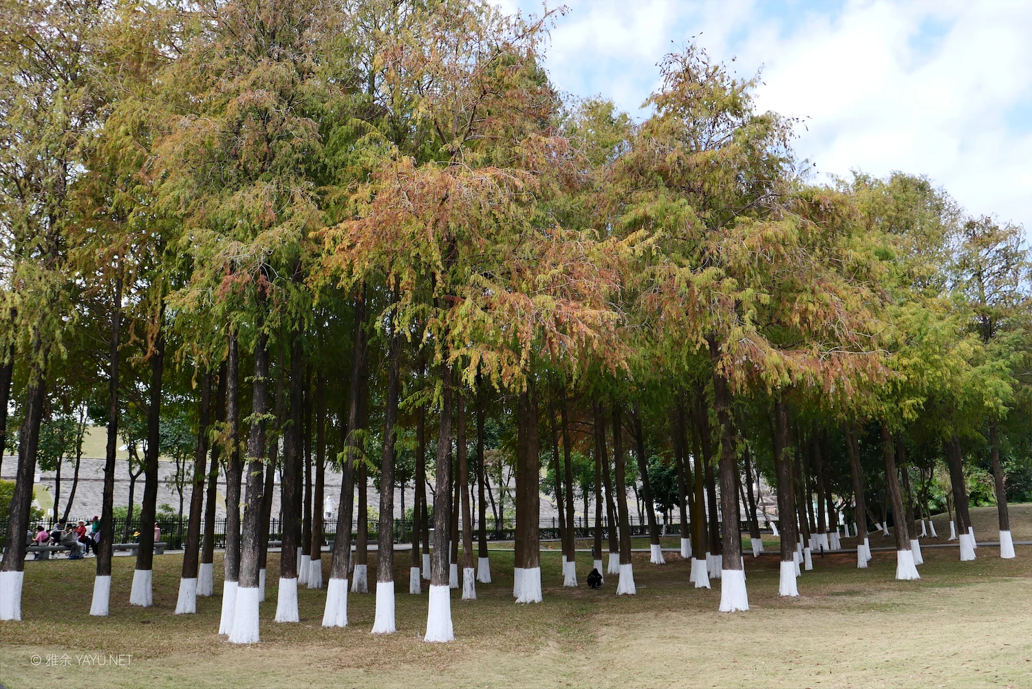 游中山金钟水库打卡水杉林（图13）