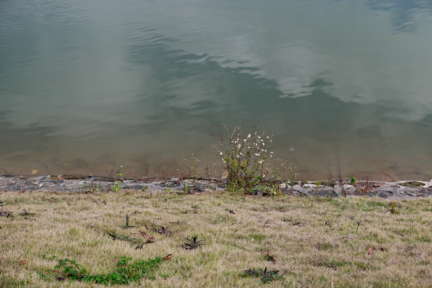 游中山金钟水库打卡水杉林（图15）